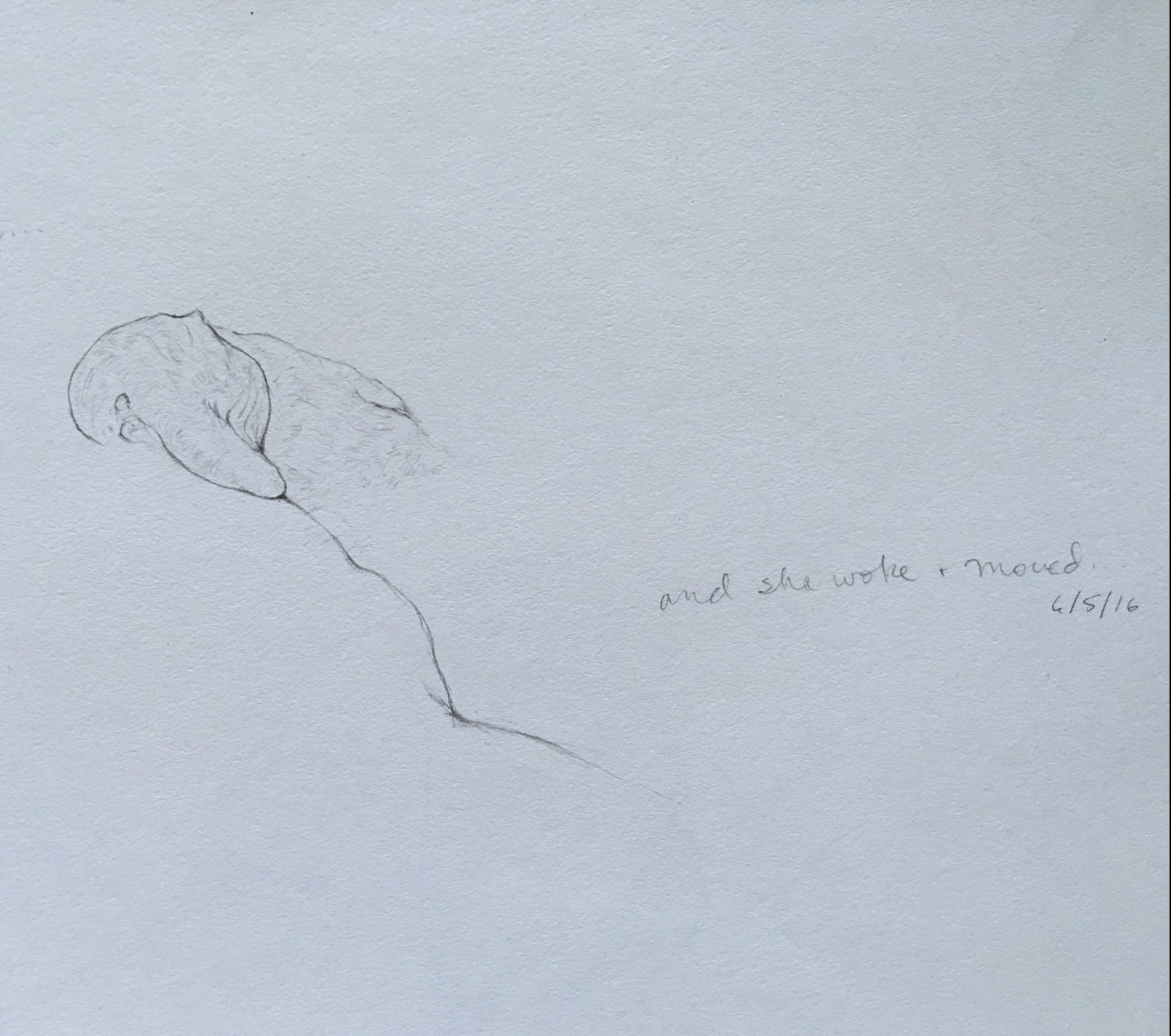 Dog 6/5/16