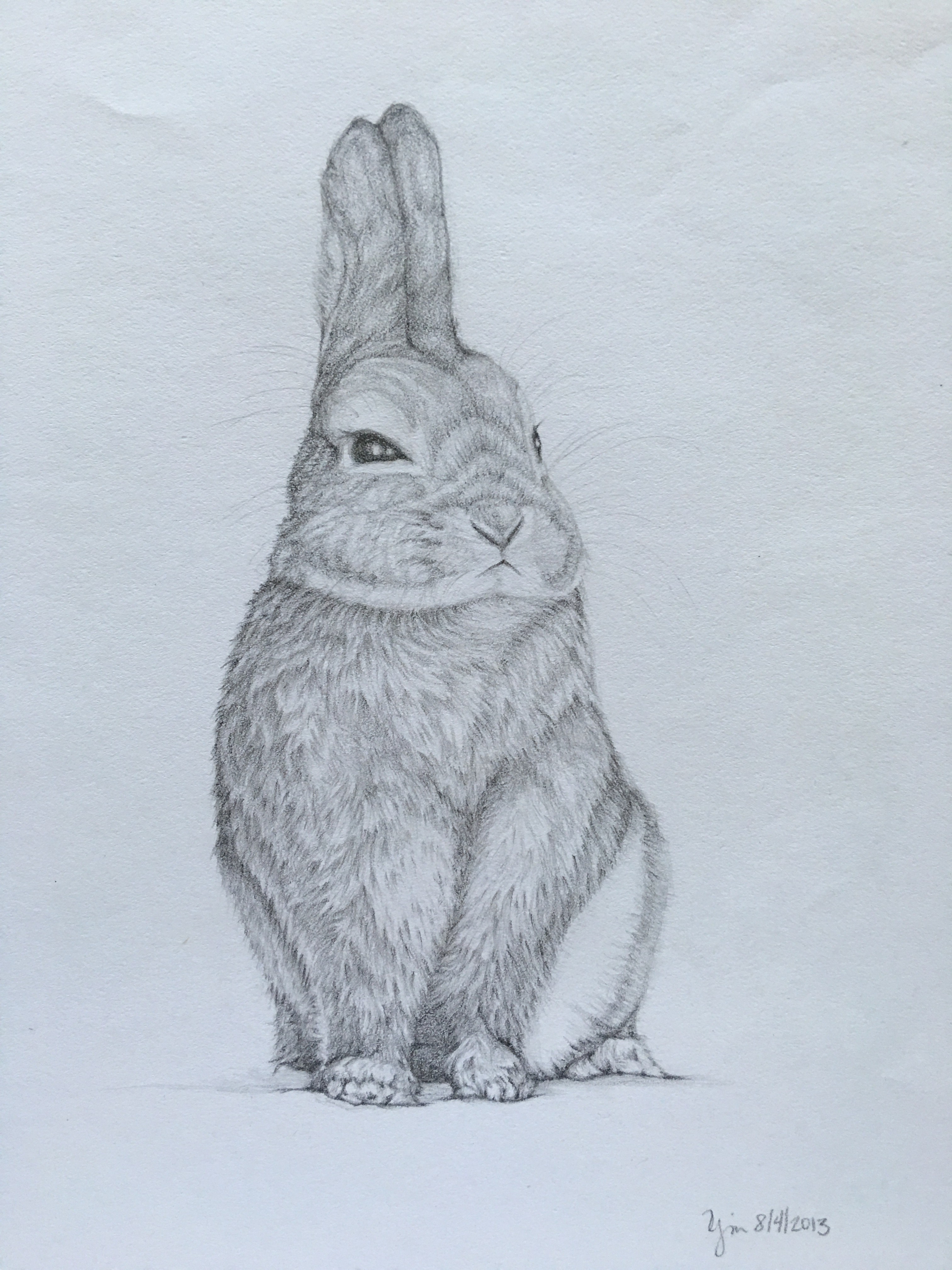 Bunny 8/4/2013