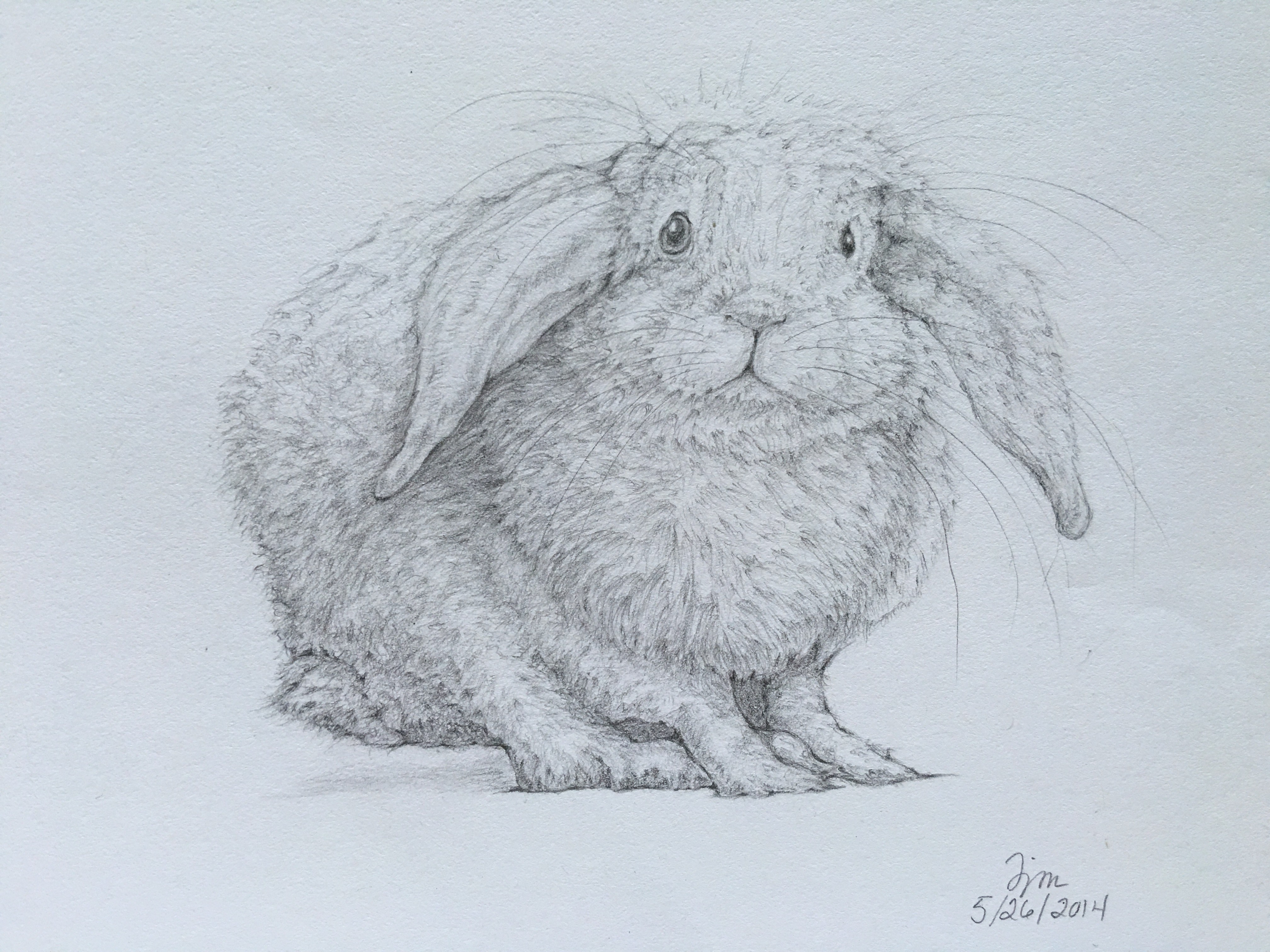 Frazzle Bunny 5/26/2014
