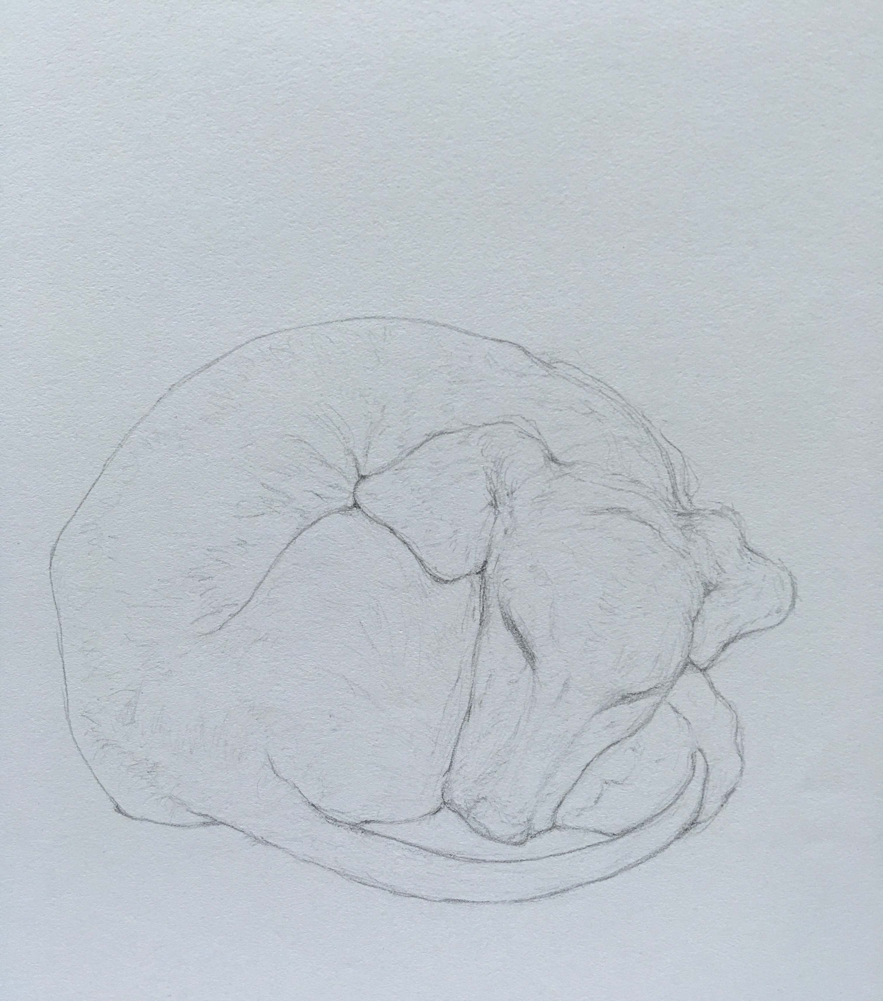 Dog Curled Up